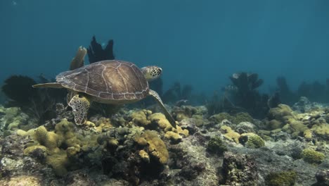 sea turtle swimming across a coral reef at the florida keys with bright sunlight