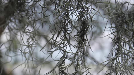 moss blows in the wind along atlantic ocean