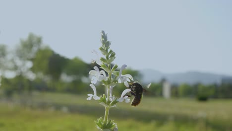 Glutton Bumblebee eats the pollen of a flower. Bee digs proboscis into nectar - macro. Shaggy insect Bombus preparing for winter. Ecology of nature close.