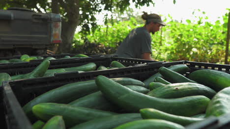 close-up of several black plastic crates on top of trailer truck full of cucumbers