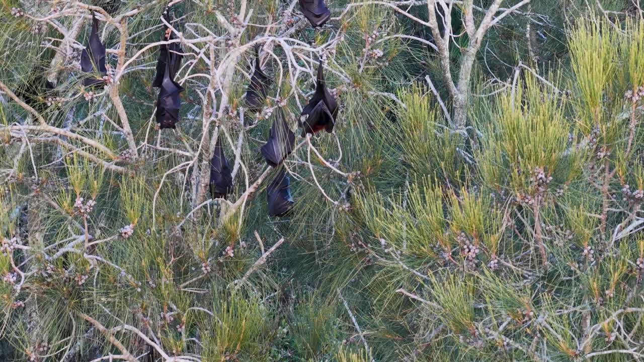 A group of bats hangs from tree branches in a dense forest setting, captured in natural lighting