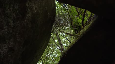 forest view from inside rocky cave, handheld view