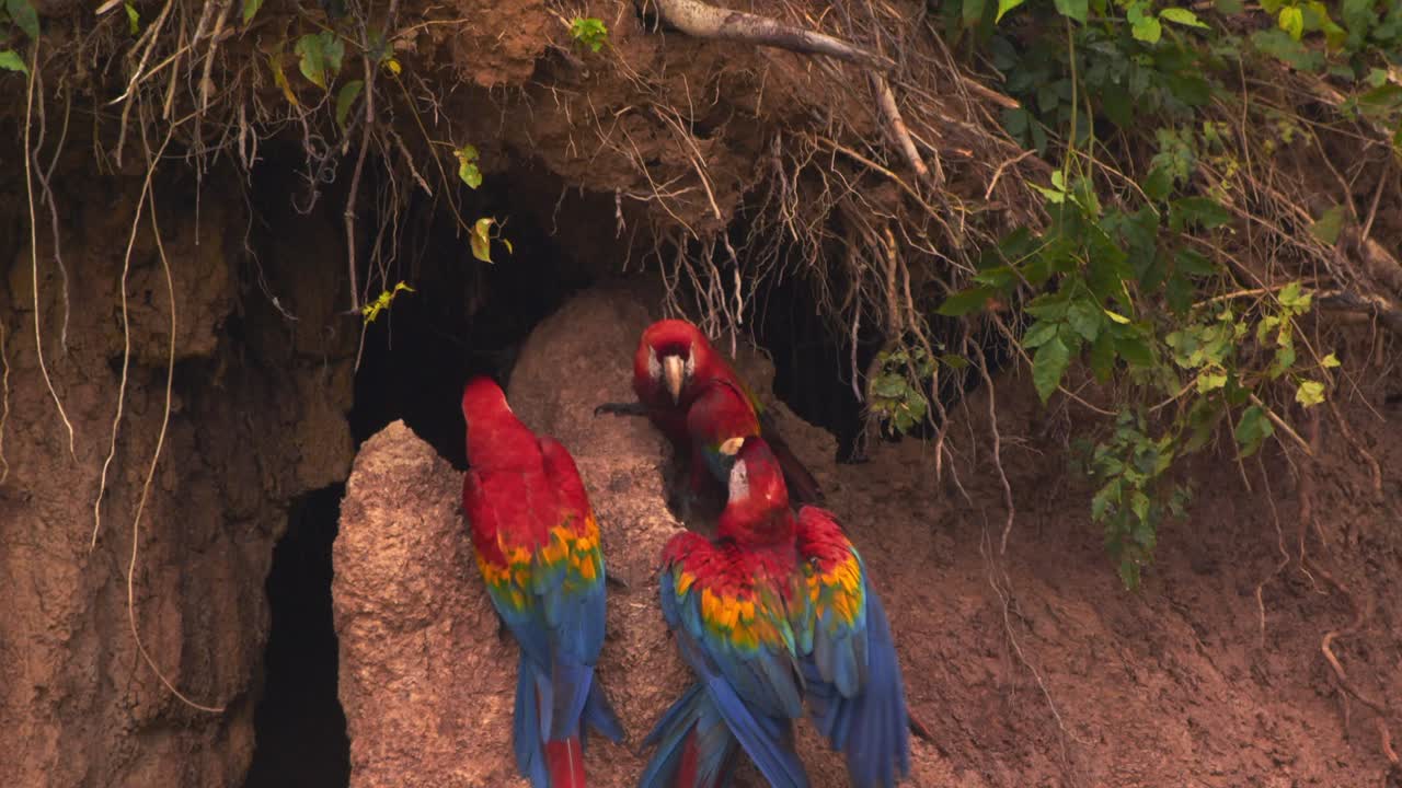 Pair of Scarlet Macaws perched on Chuncho clay lick eating clay as one more lands in showing it magnificent wings
