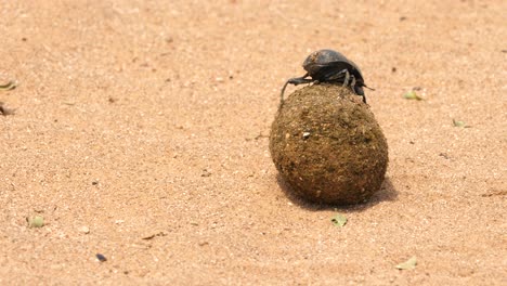 foto macro de un escarabajo pelotero no volador arrastrándose sobre una gran bola de estiércol, defendiéndola de atacantes y ladrones