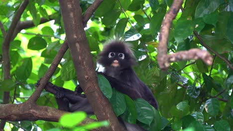 wilder dunkelblatt-affe, brillen-langur, trachypithecus obscurus, ruhen auf baumkronen, unter dem grünen baldachin in ihrem natürlichen waldlebensraum, neugierig die umgebung erforschen