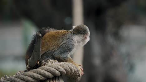 Mono-Ardilla-Mirando-A-Su-Alrededor-Mientras-Se-Sienta-En-La-Cuerda-Gruesa