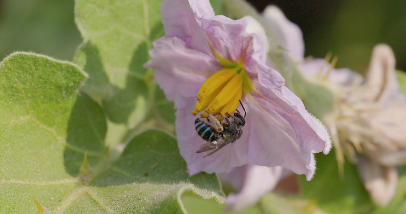 Blue-banded Nomia bee buzz pollinating a purple brinjal flower and flies away in detailed slow motion