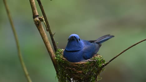 черноносая голубая мухоловка, hypothymis azurea, таиланд