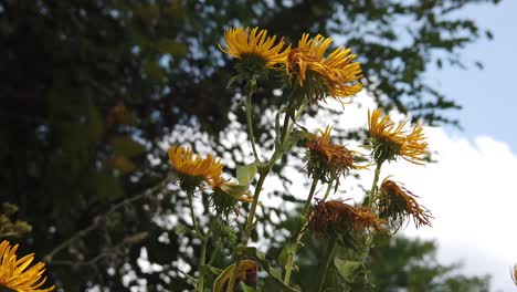 Yellow-flowers-slow-motion,-early-autumn