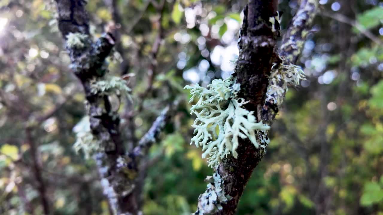 Close-up of pale lichen on a tree branch, showcasing natural textures and greenery in a tranquil forest