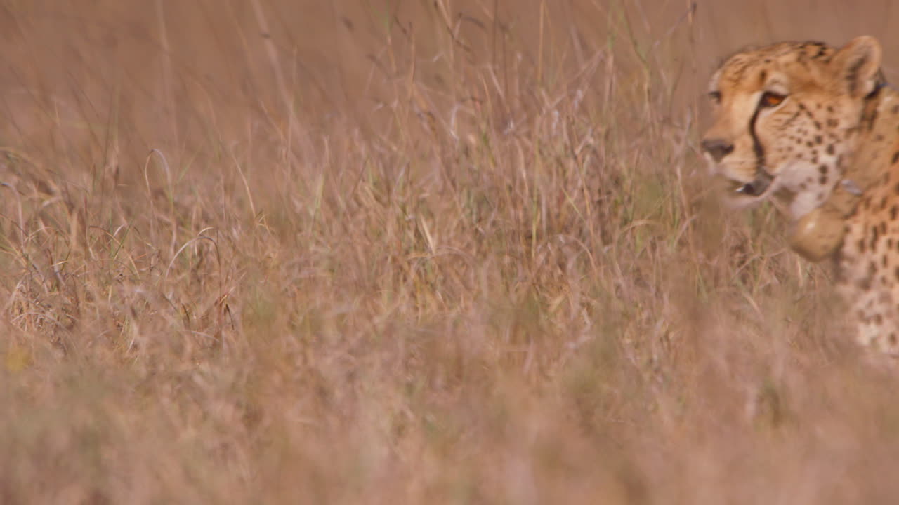 Wide shot of collard cheetah making eye contact with camera