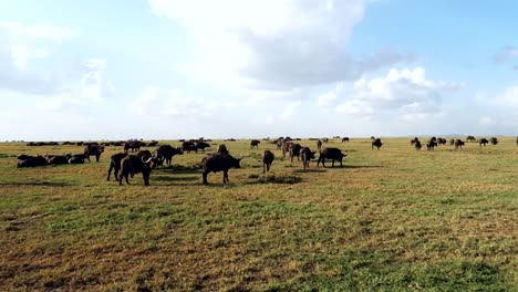 afrikaanse buffels kudde op prairie in ol pejeta conservancy, kenia