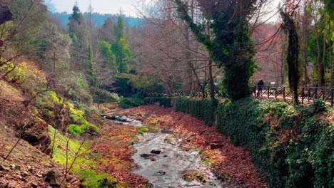 Blick-Hinter-Dem-Baum-Auf-Den-Fluss-Im-Grünen-Wald