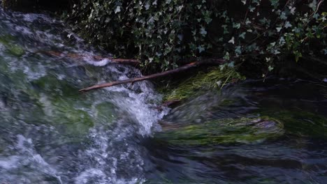 Kleines,-Sanftes-Wildwasser-In-Einem-Englischen-Landschaftsstrom-Fluss-Mit-Süßwasser-Wasserpflanzen-Und-Unkraut-Und-Efeu,-Nahaufnahme-Von-Winzigen-Stromschnellen