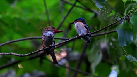 a mother on the left moving its crest and a male fledgling on the right seen together while facing each other