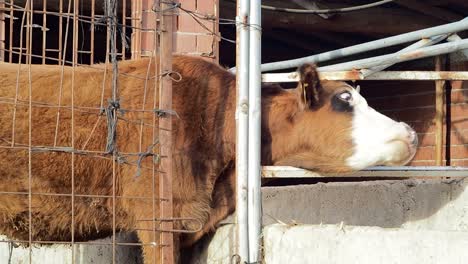 Single-Horn-Brown-Cow-Trying-to-Escape-from-Hedge