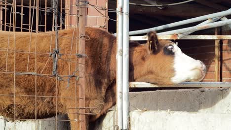 vaca marrón de un solo cuerno tratando de escapar del seto
