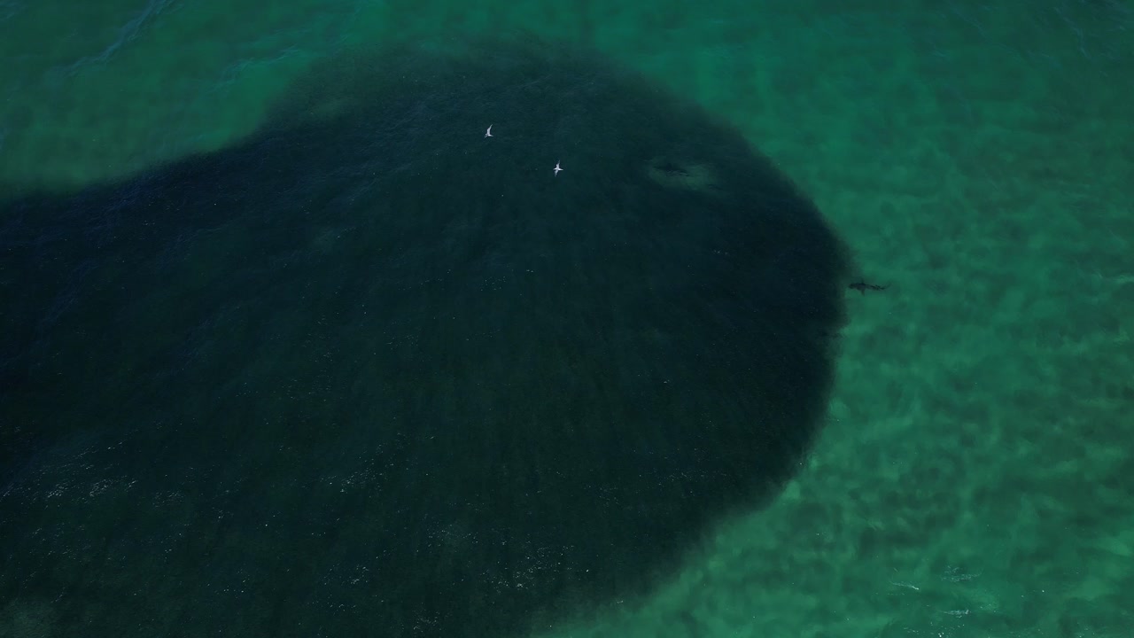 Shark Feeding On Tight Ball of Bait Fish In The Ocean In Brunswick, New South Wales, Australia. - aerial overhead shot
