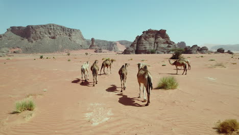 Wild-Camels-Walking-In-The-Desert-On-A-Sunny-Day-In-Djanet,-Algeria---drone-shot