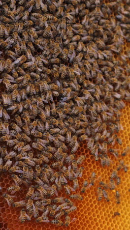 honey insects crawling on a frame. busy bees packing organic honey with bee wax on a frame outdoors. honey production. vertical video
