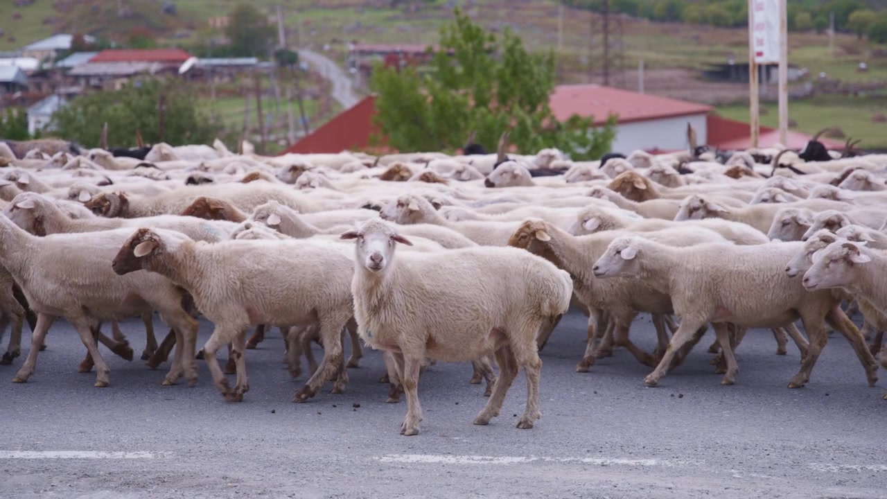 Un gregge di pecore che cammina su una strada rurale