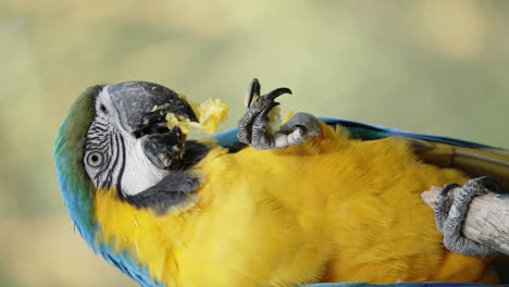 Vertikales-Video---Blau-gelber-Ara,-Der-Mit-Seinem-Fuß-Früchte-Frisst