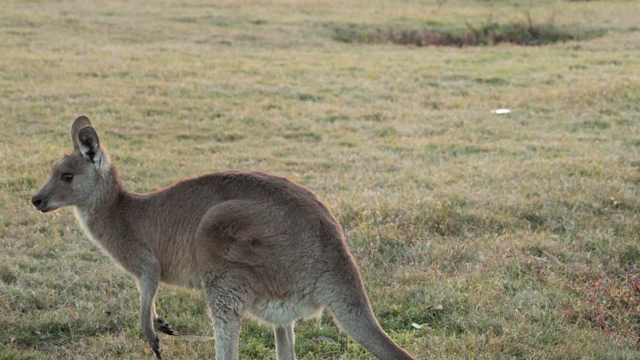 An eastern grey kangaroo hops through a grassy field in warm sunset light, captured with steady camera movement and natural outdoor ambiance