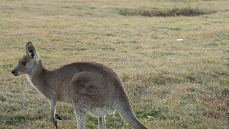 an eastern grey kangaroo hops through a grassy field in warm sunset light, captured with steady camera movement and natural outdoor ambiance