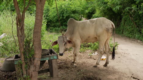 vaca magra con una correa parada debajo de un árbol