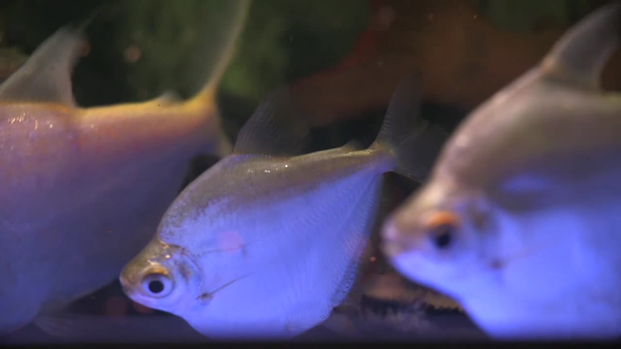 Fluorescent light shining on a variety of fish, black light in aquarium