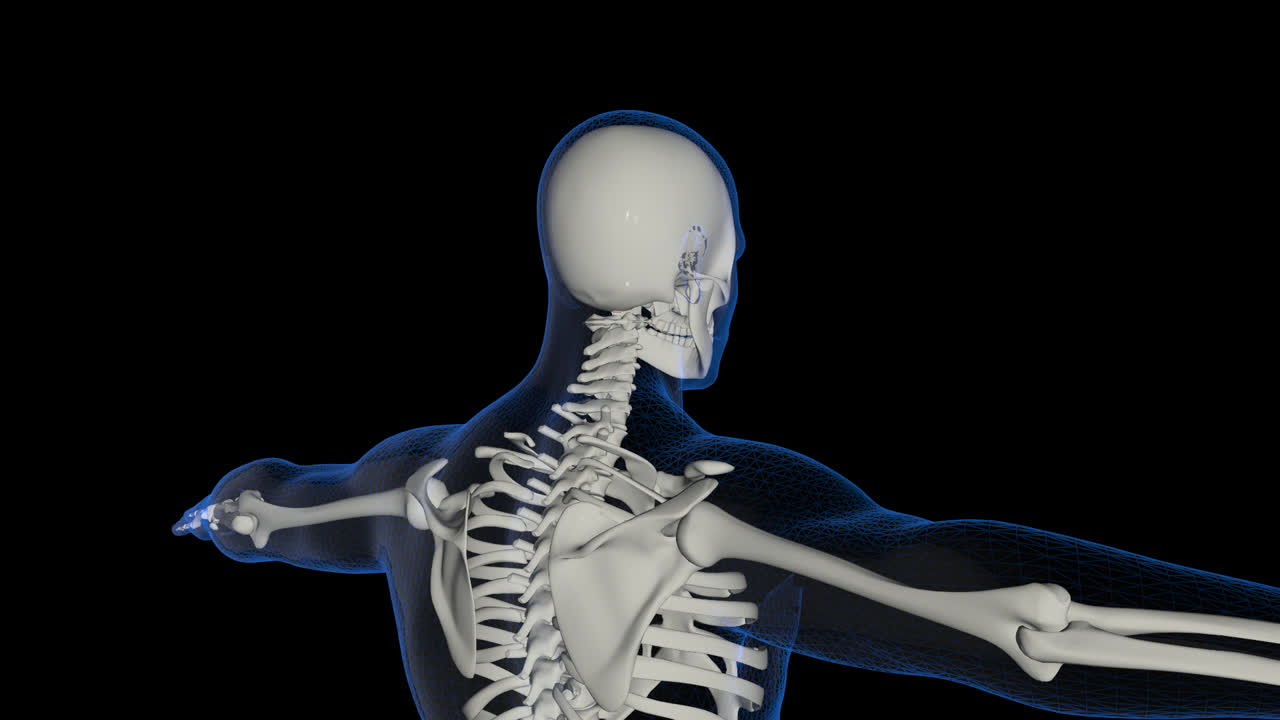 Skeletal System With Alpha Channel