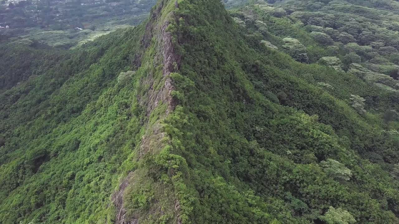 árbol de koa y columna vertebral de montaña cubierta de follaje en el lado de barlovento de oahu hawaii con un cielo brumoso, inclinación de la plataforma aérea hacia arriba de la ruta de senderismo de tres picos, también conocida como olomana