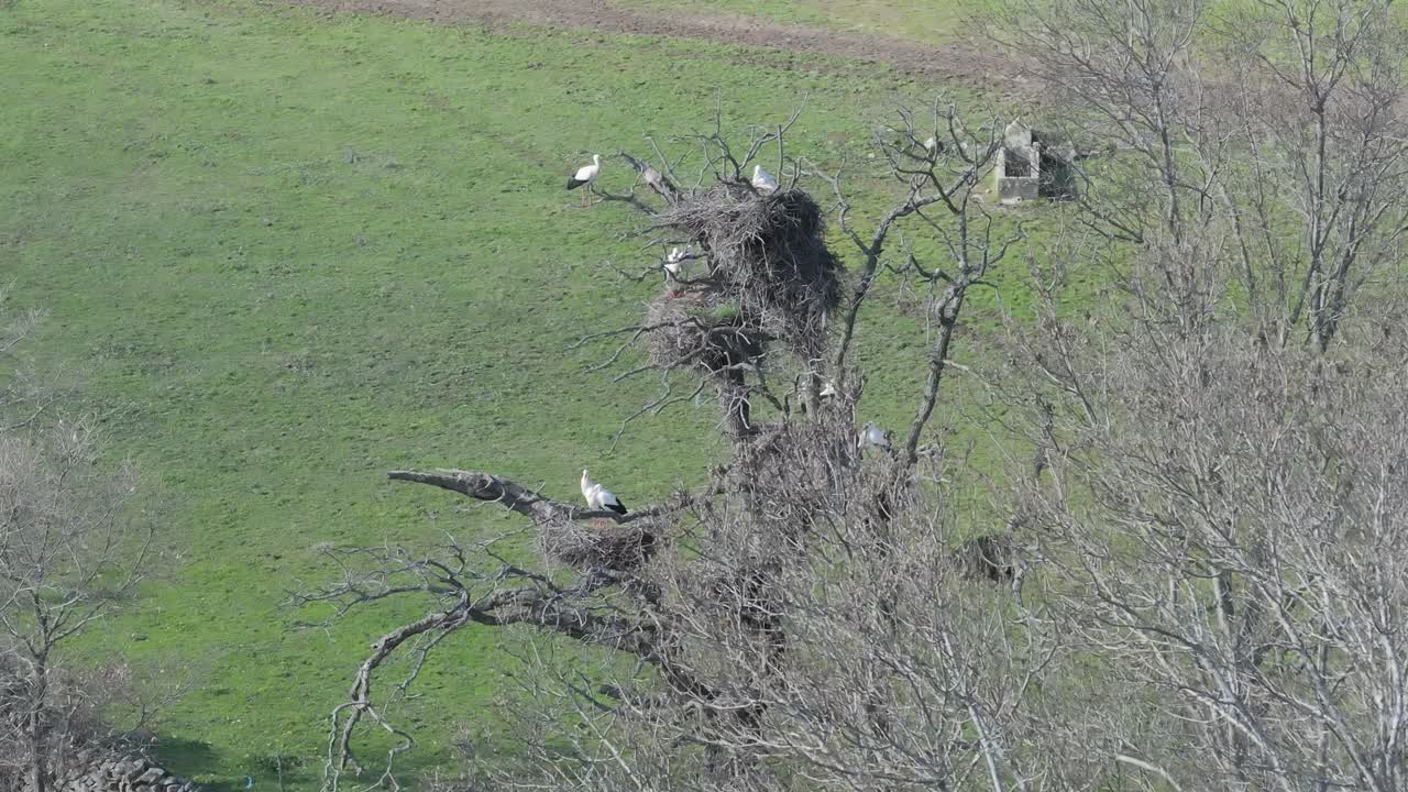70mm의 아름다운 도 드론 촬영, 그들의 둥지에서 한 무리의 독수리, 모두 을 이루고, 초록 잔디에서, 당신은 물 웅이와 길을 볼 수 있습니다, 겨울에 느린 모션, 아빌라, 스페인.