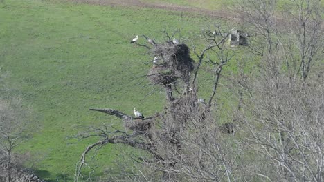 beautiful-orbital-drone-filming-in-70mm-of-a-group-of-storks-in-their-nests,-all-paired,-in-a-green-meadow,-you-can-see-a-water-basin-and-a-path,-slow-motion-in-winter,-Avila,-Spain