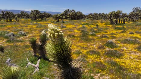 joshua tree blooming with wildflowers in spring - orbit