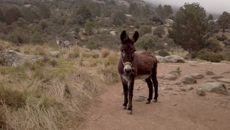 a brown donkey at the foreground looks at the camera, with another donkey at the background