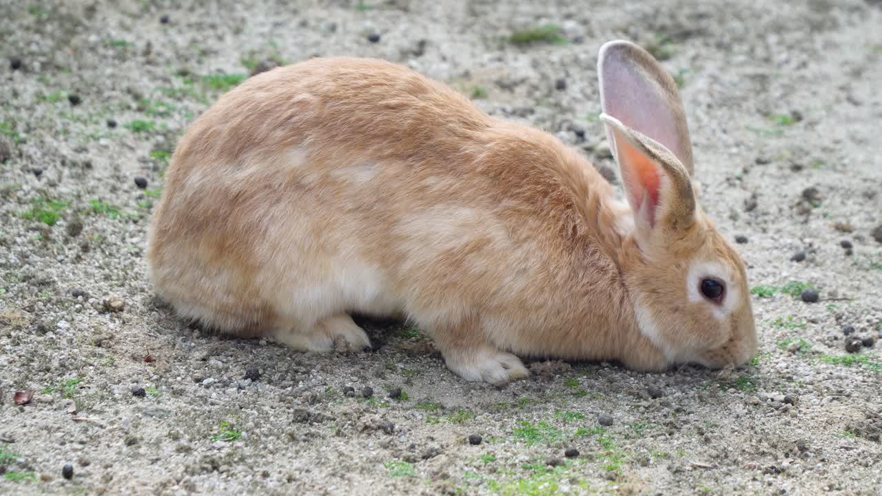 韓国のソウル大公園児童動物園で、地面に落ちた食べ物の匂いを嗅いでうんちをするヨーロッパウサギ