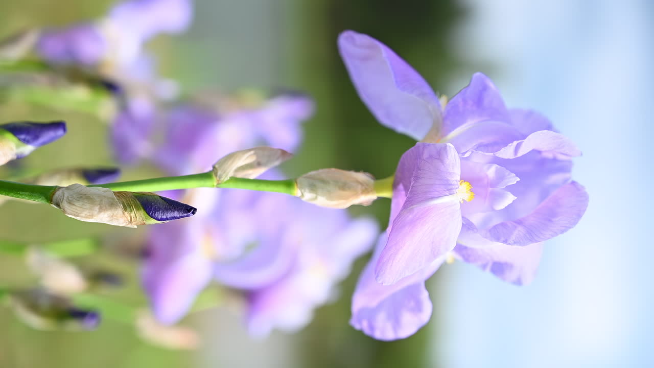 Close up of purple irises swaying in the wind with city buildings in the background. Vertical