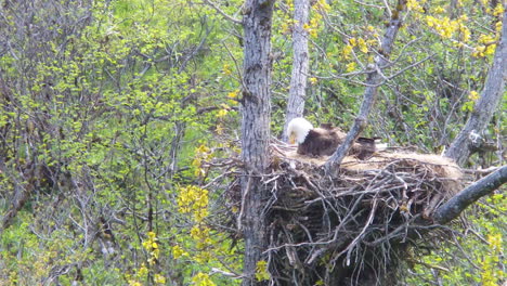 a closeup shot of a bald eagle sitting in her eagle nest attending to her baby eagle chick in alaska