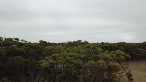 Aerial-shot-of-a-kangaroo-hopping-into-a-forest-in-Albany,-Australia