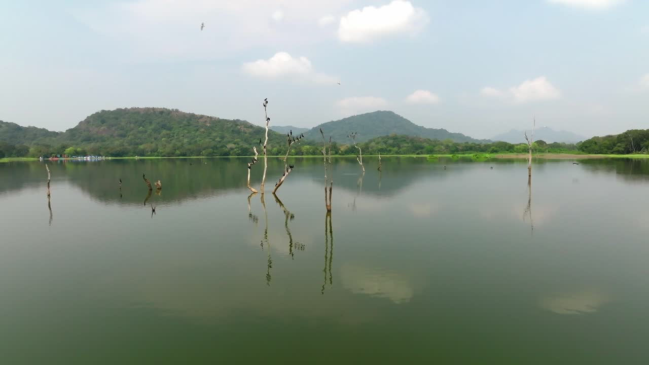 Sri Lanka slow approach toward a central cluster of pale dead trees carrying multiple perched cormorants with cloud reflections on the water and layered hills beyond