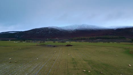 Schleudern-Sie-über-Schafe,-Die-Auf-Grasland-Grasen,-In-Richtung-Eines-Malerischen-Schneebedeckten-Berges