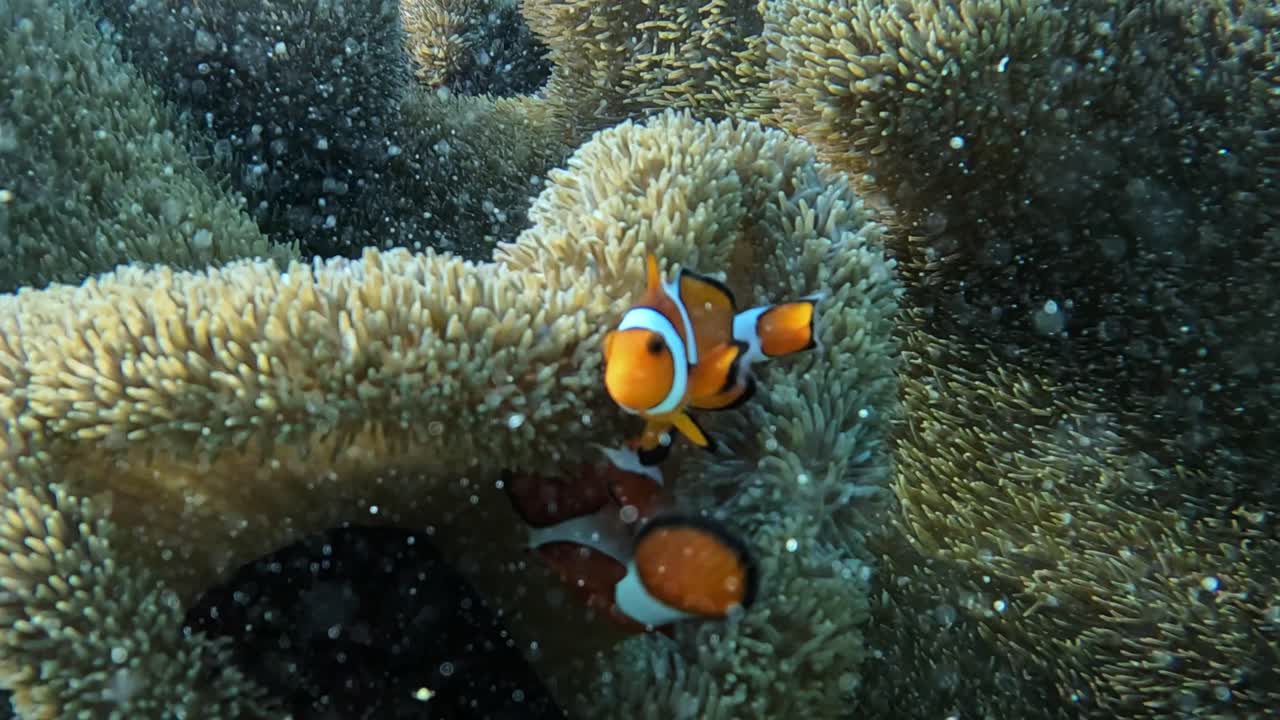 Una coppia di simpatici pesci pagliaccio che si nasconde all'interno di un anemone in acque cristalline - Primo piano