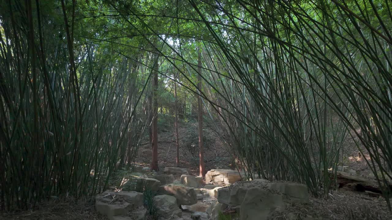 Il filmato cattura spessi steli di bambù che si piegano per creare una volta a baldacchino in un rigoglioso boschetto presso la base dei panda di Chengdu
