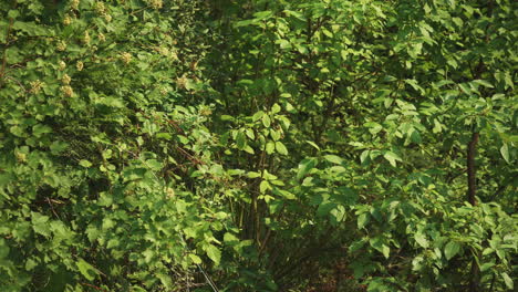 man using fishing line to pull branch down and grab food from tall plant