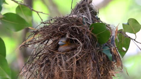 Der-Silberbrust-breitschnabel-Ist-Ein-Berühmter-Vogel-In-Thailand,-Sowohl-Lokal-Als-Auch-International