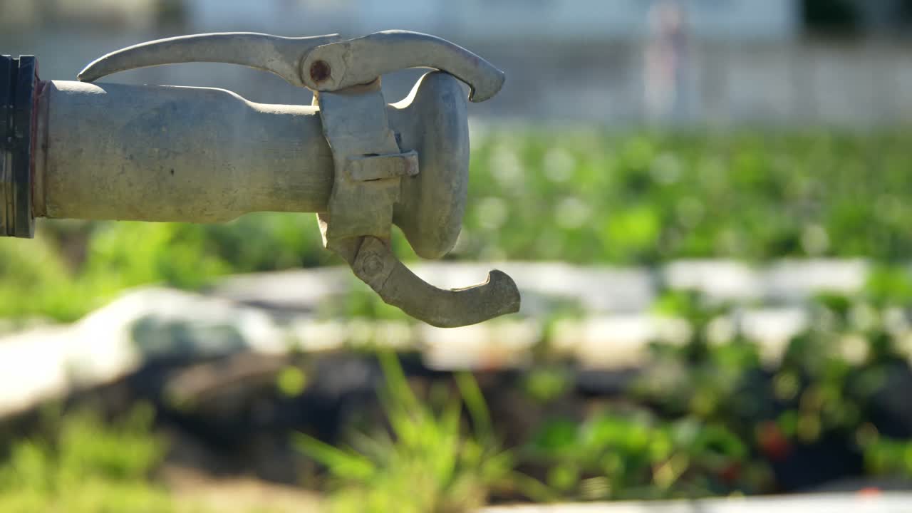 Tubo dell'acqua in una fattoria di fragole in una giornata di sole 4k