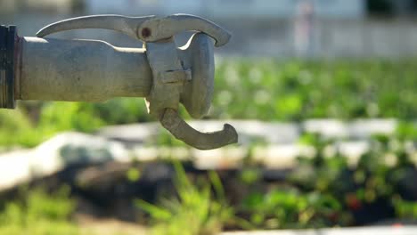 Water-pipe-in-strawberry-farm-on-a-sunny-day-4k