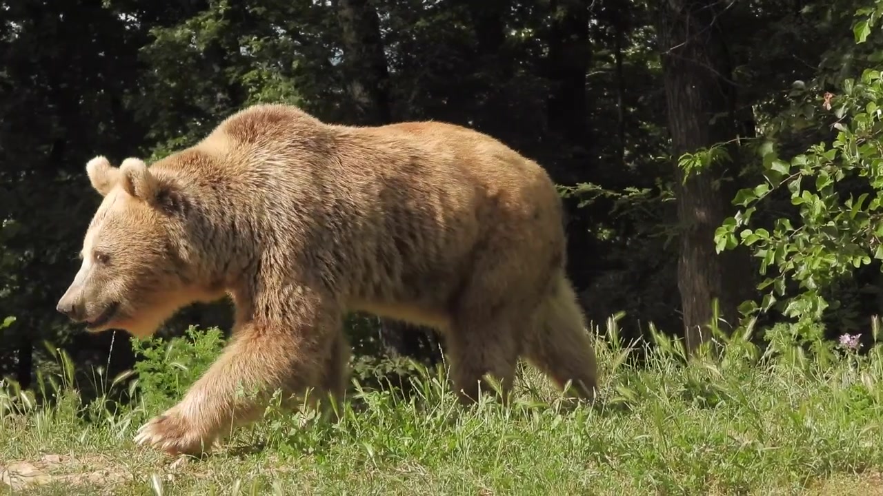Orso Bruno che Cammina Attraverso una Foresta Verde Lussureggiante