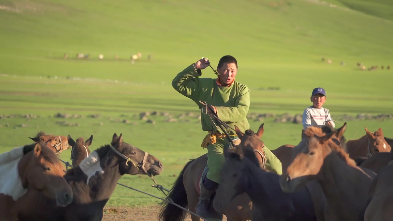 Mongolsk hyrde rider på hest og vogter husdyr på steppen